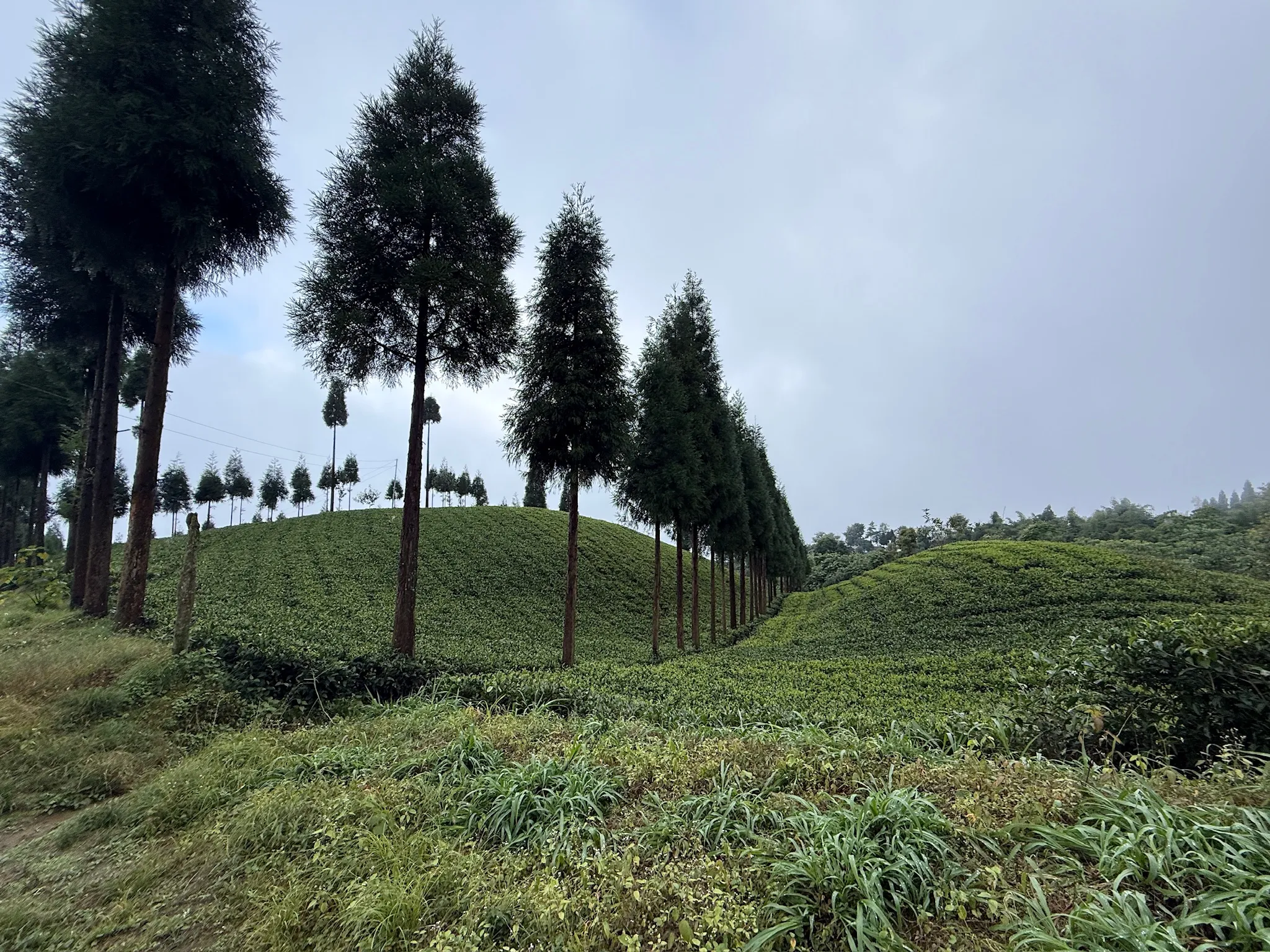 nepaltar tea estate