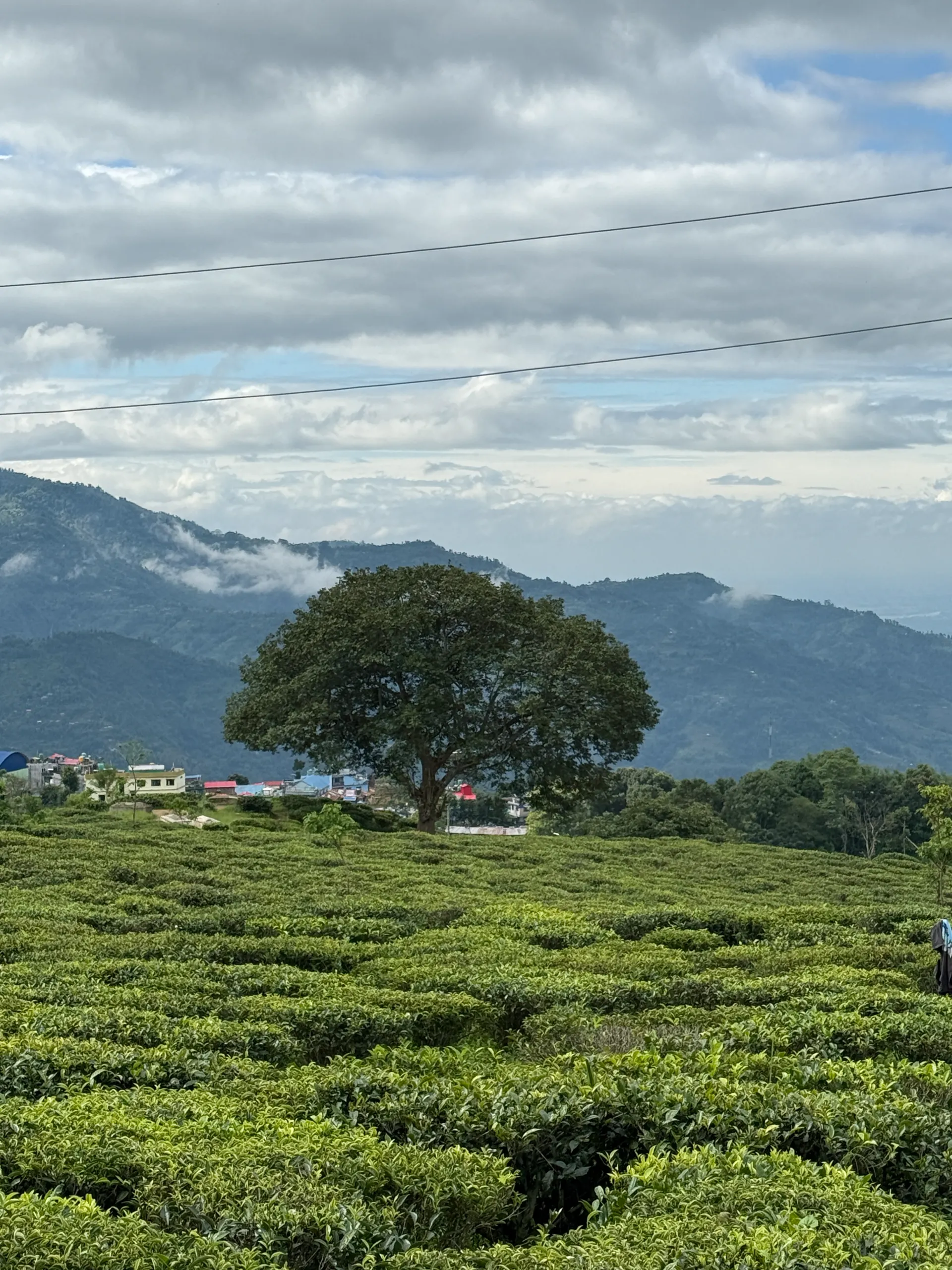 ilam tea estate