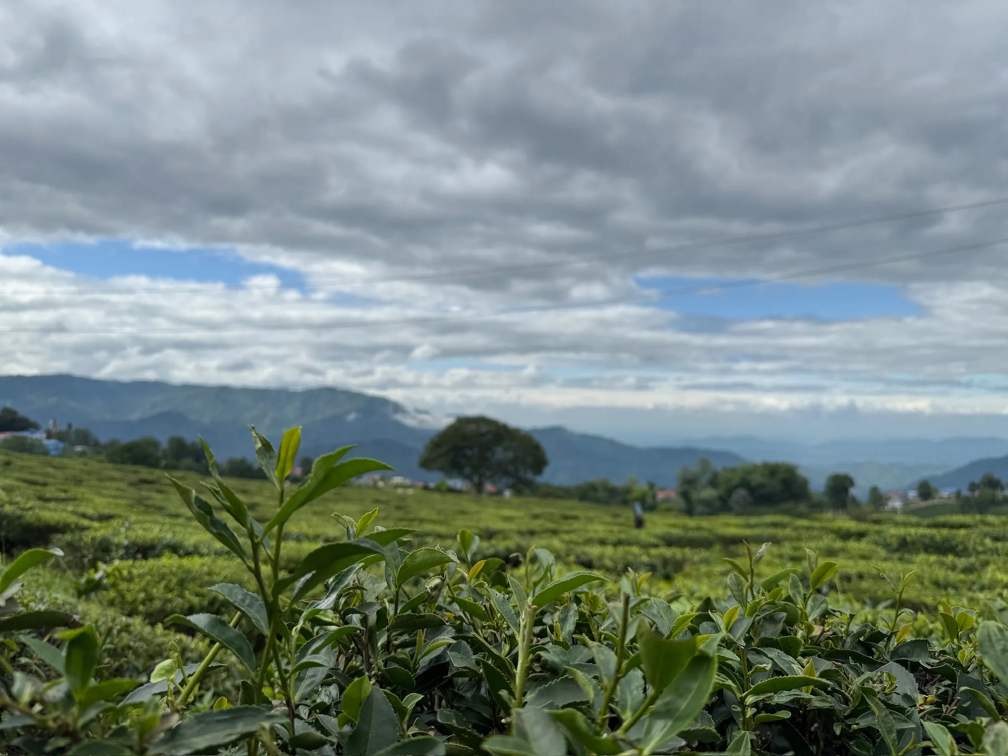 ilam tea estate
