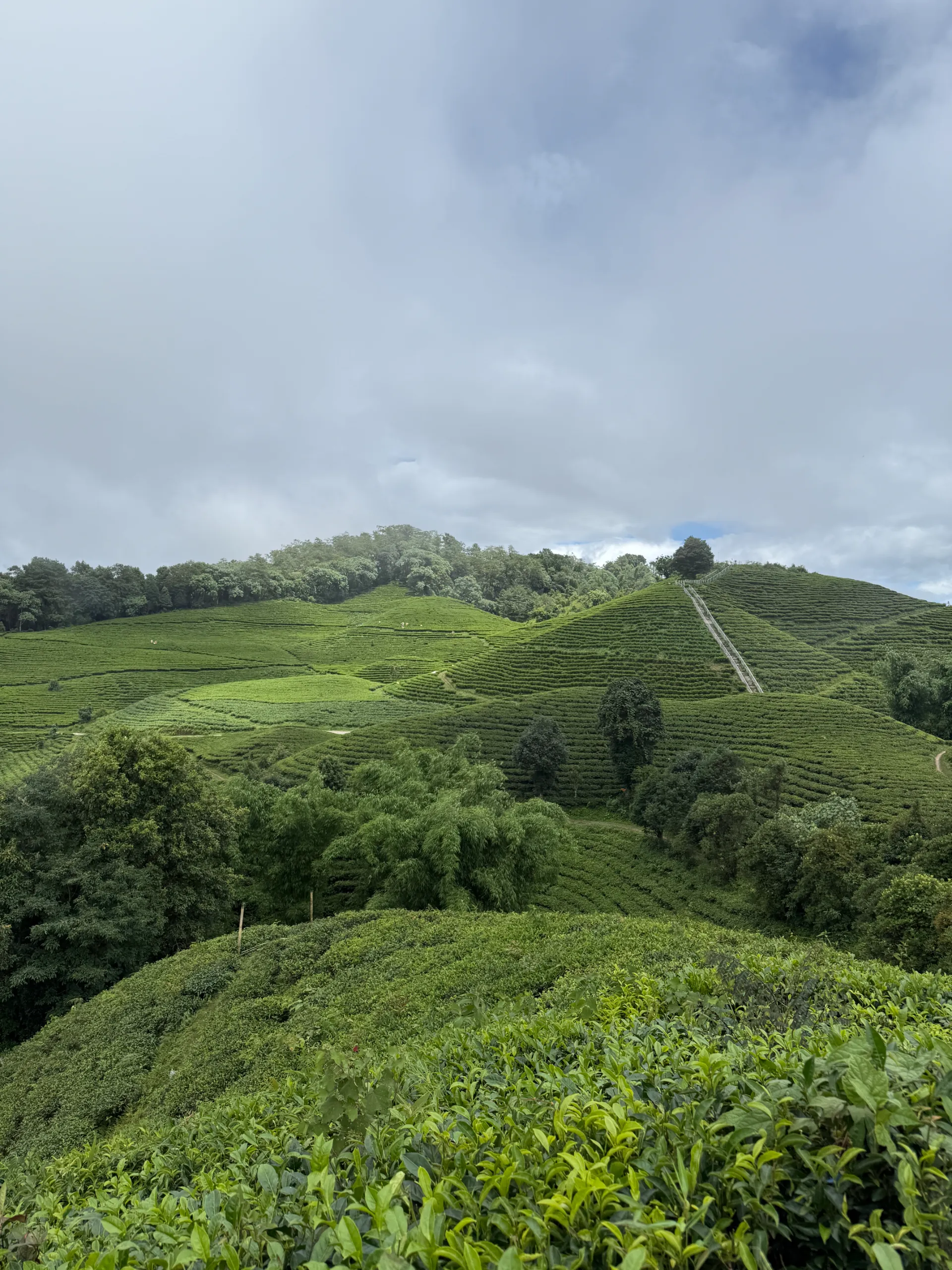 panitar tea estate