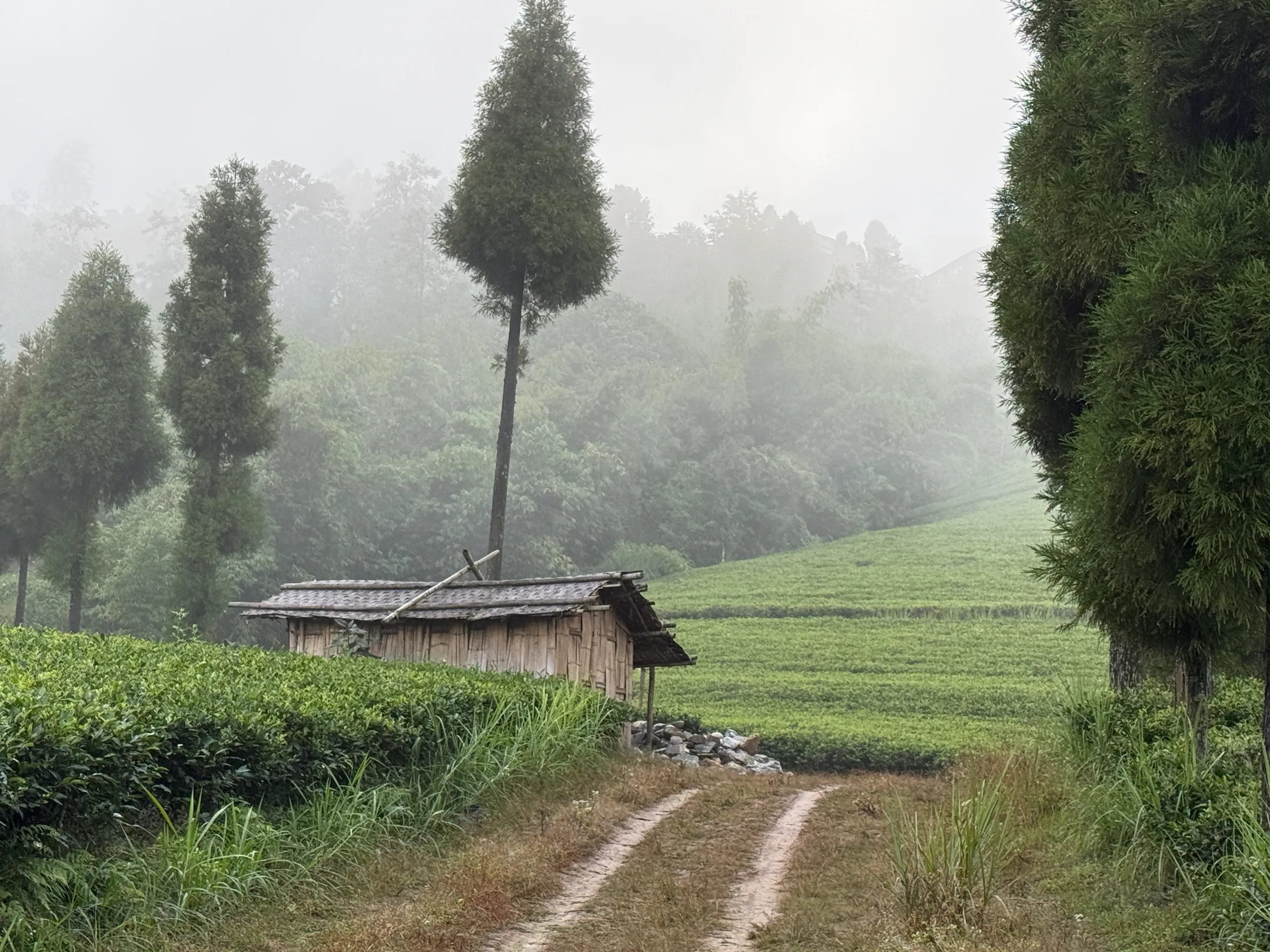 nepaltar ilam tea estate